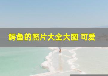 鳄鱼的照片大全大图 可爱